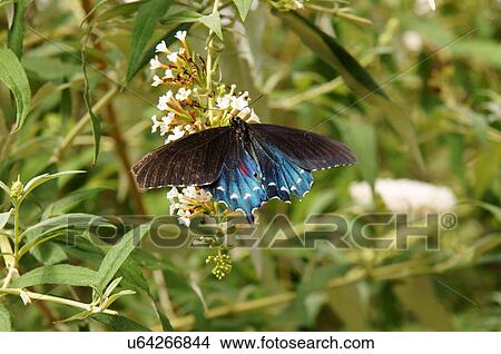 forest giant blue butterfly caligo eurilochus View Large Photo Image Picture - forest giant blue butterfly caligo eurilochus. Fotosearch