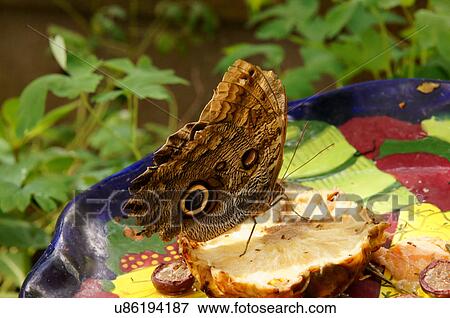 giant owl butterfly caligo memnon botanical park View Large Photo Image Stock Photo - giant owl butterfly caligo memnon botanical park. Fotosearch