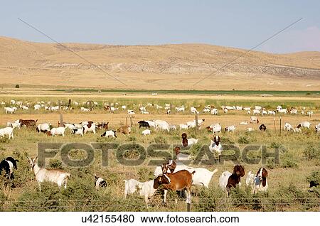 Stock Image -  herd goats oregon or highway 26e goat billy. Fotosearch