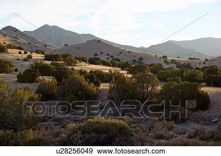 Stock Photo -  hills and juniper pine highway hiway 60 new nm. Fotosearch