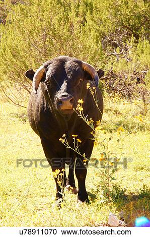 Stock Image -  horned bull cow cattle new mexico nm animal look. Fotosearch