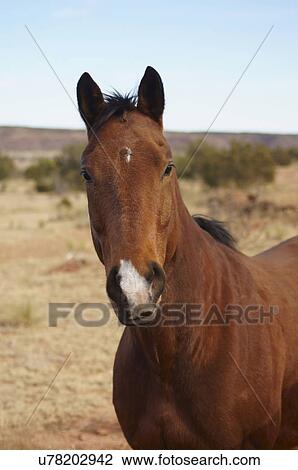 Stock Image -  horse portrait headshot bay animal looking. Fotosearch