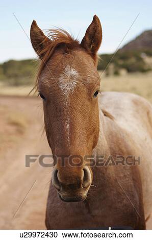 horse portrait headshot roan colonias nm new View Large Photo Image Stock Image - horse portrait headshot roan colonias nm new. Fotosearch