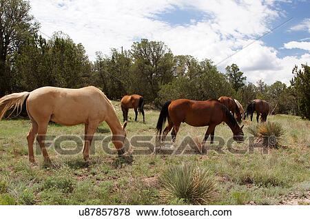 horses equine grazing new mexico nm ample big View Large Photo Image Stock Photo - horses equine grazing new mexico nm ample big. Fotosearch