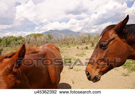 Stock Image -  horses equine horse taos new mexico nm county de. Fotosearch