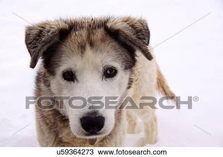 Stock Image -  husky dog cross breed fastest alaskan malamute. Fotosearch