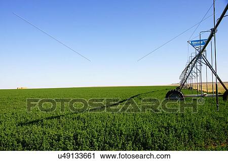 irrigation called central pivot circle method in View Large Photo Image Stock Image - irrigation called central pivot circle method in. Fotosearch