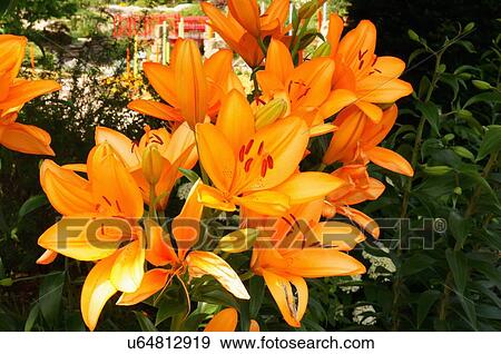 lillium asiaticum allen centennial garden wi View Large Photo Image Stock Photo - lillium asiaticum allen centennial garden wi. Fotosearch