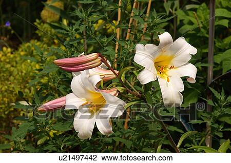 Stock Image -  lillium asiaticum elodie double flowered asiatic. Fotosearch