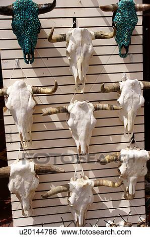 longhorn steer skulls on display santa fe new nm View Large Photo Image Stock Photograph - longhorn steer skulls on display santa fe new nm. Fotosearch