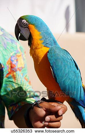 mexican hispanic latino amazon parrot portrait View Large Photo Image Stock Image - mexican hispanic latino amazon parrot portrait. Fotosearch
