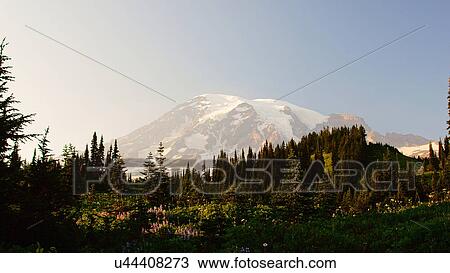 mount mt. mt rainier paradise meadow national View Large Photo Image Stock Image - mount mt. mt rainier paradise meadow national. Fotosearch