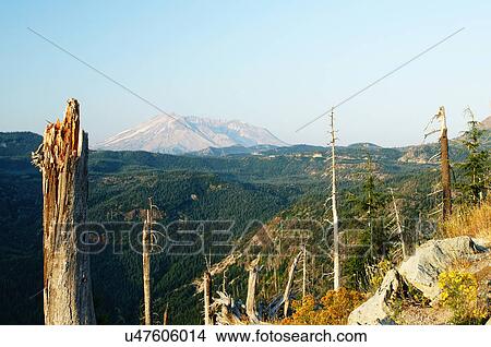 Picture -  mount mt. mt st helens active located in. Fotosearch