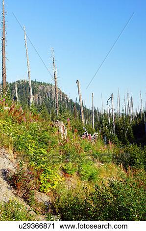 mount mt. mt st helens damage volcano regrowth View Large Photo Image Stock Image - mount mt. mt st helens damage volcano regrowth. Fotosearch