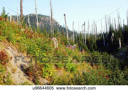 Stock Photography -  mount mt. mt st helens damage volcano regrowth. Fotosearch