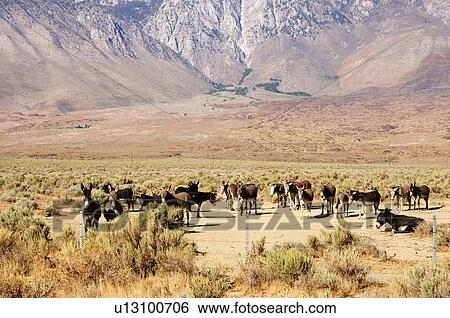 Stock Photograph -  mules donkeys high sierra range north big pine. Fotosearch