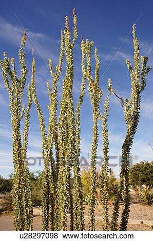 Stock Photo -  ocotillo cactus fouquieria splendens engelm. Fotosearch