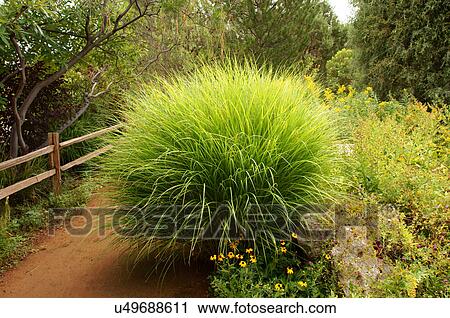 palm bush botanical garden gardens alb alq new View Large Photo Image Stock Image - palm bush botanical garden gardens alb alq new. Fotosearch