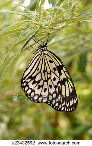 paper kite butterfly idea leuconoe botanical alb View Large Photo Image Stock Image - paper kite butterfly idea leuconoe botanical alb. Fotosearch