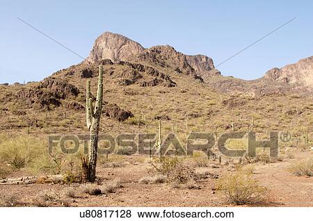picacho peak arizona az landscape cactus bluffs View Large Photo Image Stock Photo - picacho peak arizona az landscape cactus bluffs. Fotosearch