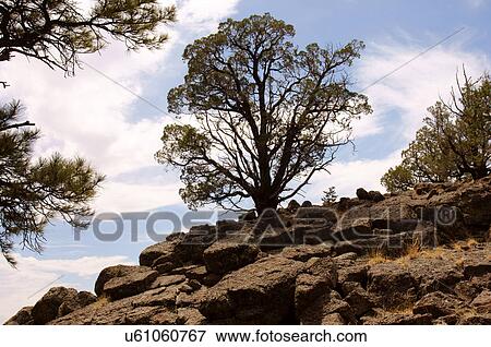 pine tree rock ceballo mesa rio grande del norte View Large Photo Image Stock Photo - pine tree rock ceballo mesa rio grande del norte. Fotosearch