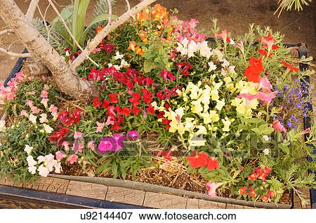 plant bed flower background design pattern wild View Large Photo Image Stock Photo - plant bed flower background design pattern wild. Fotosearch