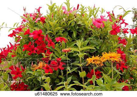 plants flowers at jardin rdondo garden botanical View Large Photo Image Stock Photography - plants flowers at jardin rdondo garden botanical. Fotosearch
