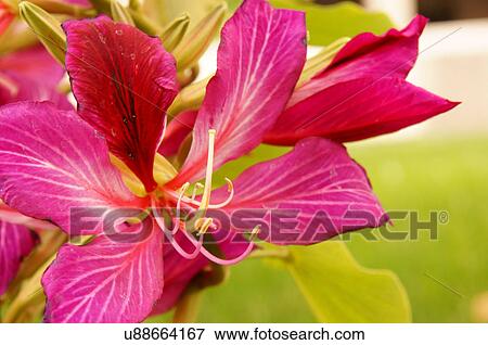 Stock Photo -  red flower airy celestial dainty divine ethereal. Fotosearch
