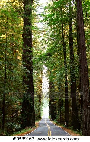 Stock Image -  redwoods redwood national park california ca one. Fotosearch