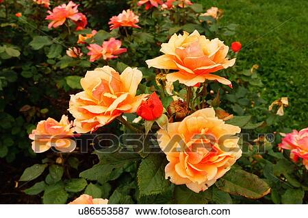 rose face carruth aars 2005 lake harriet garden View Large Photo Image Stock Photo - rose face carruth aars 2005 lake harriet garden. Fotosearch