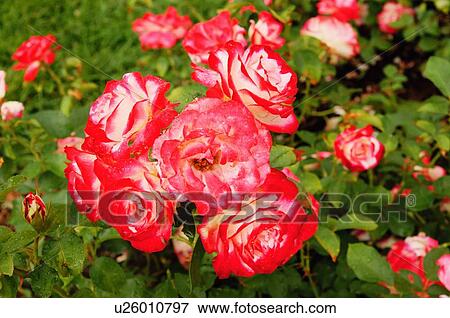 rose grand floral cherry parfait lake harriet View Large Photo Image Stock Photo - rose grand floral cherry parfait lake harriet. Fotosearch