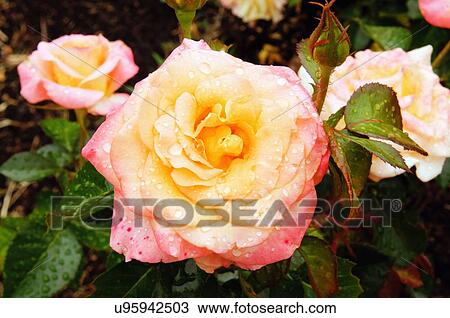 rose honey perfume floribunda zary aars 2004 View Large Photo Image Stock Image - rose honey perfume floribunda zary aars 2004. Fotosearch
