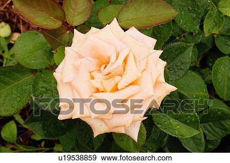 Stock Photo -  rose lake harriet garden charm beauty minnesota. Fotosearch