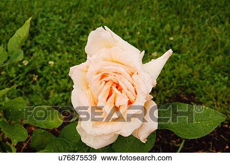 rose medallion hybrid tea loarriner aars 1973 View Large Photo Image Stock Photo - rose medallion hybrid tea loarriner aars 1973. Fotosearch