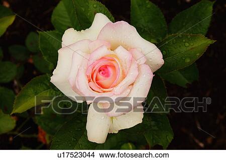 rose moonstone hybrid tea carruth 1999 lake View Large Photo Image Picture - rose moonstone hybrid tea carruth 1999 lake. Fotosearch