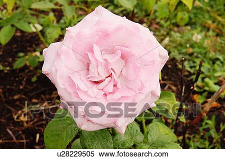Stock Photography -  rose neptune hybrid tea carruth 1994 lake garden. Fotosearch