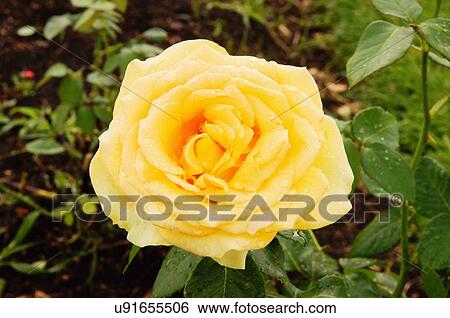 rose saint st. st patrick hybrid tea strickland View Large Photo Image Stock Photograph - rose saint st. st patrick hybrid tea strickland. Fotosearch