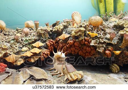 Stock Image -  route 66 exhibit vegetation wildlife plants. Fotosearch