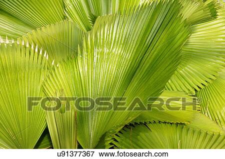 Stock Photo -  route 66 fan palm plant plants myriad botanical. Fotosearch