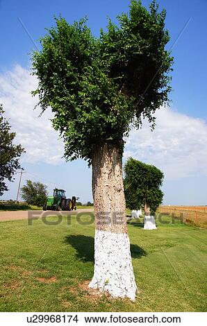 Picture -  route 66 painted prunned trees ok exhibit. Fotosearch