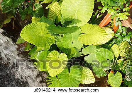 Picture -  route 66 plant plants waterfall myriad botanical. Fotosearch