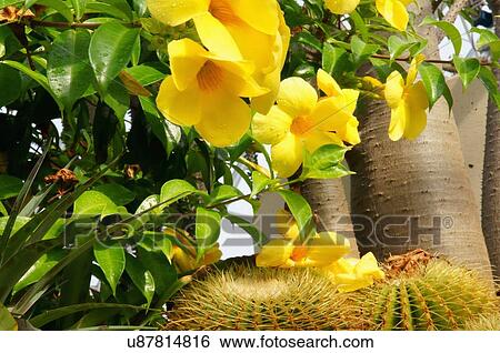 Stock Photograph -  route 66 yellow flower cactus myriad botanical. Fotosearch