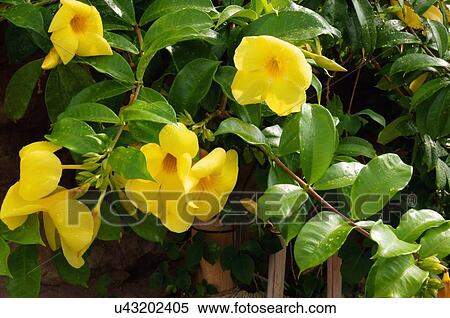 Stock Photography -  route 66 yellow flower myriad botanical garden. Fotosearch