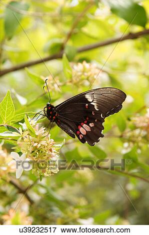 ruby spotted butterfly papilio botanical garden View Large Photo Image Stock Photo - ruby spotted butterfly papilio botanical garden. Fotosearch