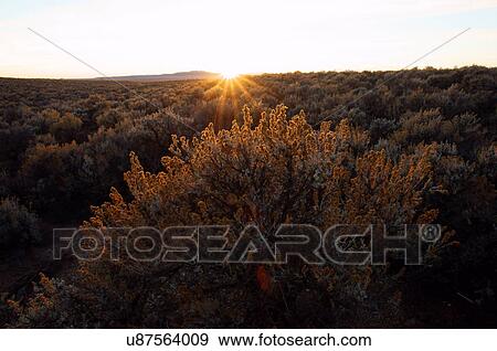 Stock Photo -  sage cactus and heart sunset taos new mexico nm. Fotosearch