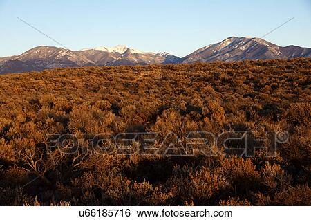 sage cactus and taos mountains in snow sunset View Large Photo Image Stock Photograph - sage cactus and taos mountains in snow sunset. Fotosearch