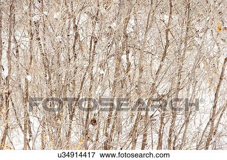saplings trees exhibit abstract colors patterns View Large Photo Image Stock Photo - saplings trees exhibit abstract colors patterns. Fotosearch