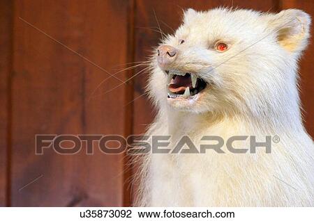 Stock Image -  sculpture taxidermy predator wolverine albino. Fotosearch