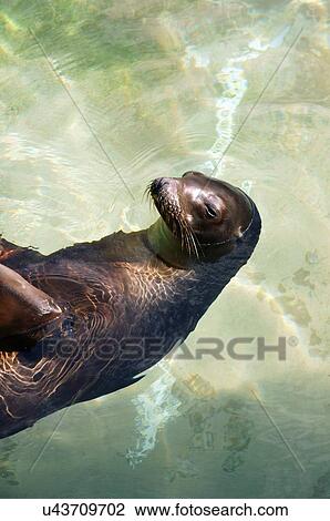sea lion swimming on back como park zoo st View Large Photo Image Stock Image - sea lion swimming on back como park zoo st. Fotosearch