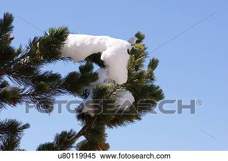 snow covered pine tree detail winter closeup View Large Photo Image Stock Photography - snow covered pine tree detail winter closeup. Fotosearch